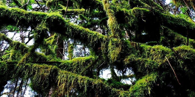 Kalifornia csodái: Redwood Nemzeti Park, a világ legmagasabb fáinak otthona