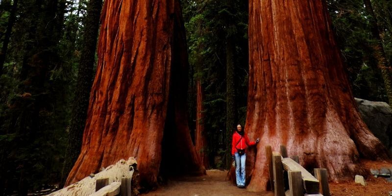 Kalifornia csodái: a világ legnagyobb fái a Sierra Nevadában