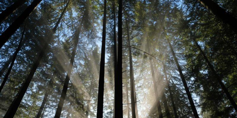 10 elgondolkodtató Toni Morrison idézet